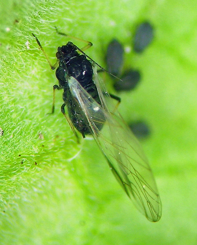 Photo of Aphis fabae by <a href="http://www.flickr.com/photos/sandnine/">Andrew Jensen</a>